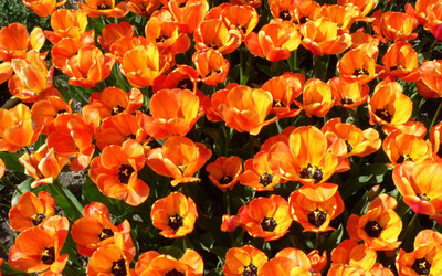 flowers-orange.jpg
