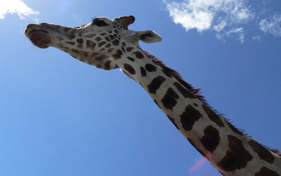 giraffe.jpg