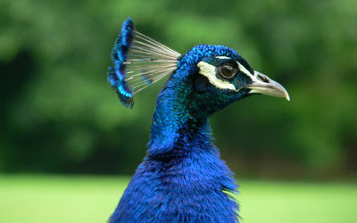 peacock.jpg